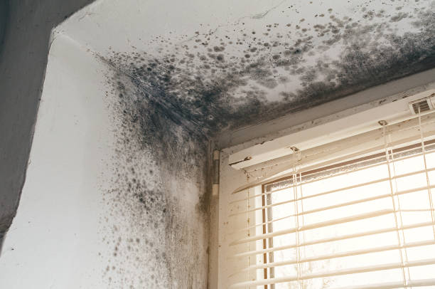 Affordable Basement Mold Removal solutions in Wilmington, IL