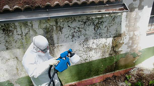 Trusted Mold Removal service in Wilmington, IL - Cheap Mold Removal